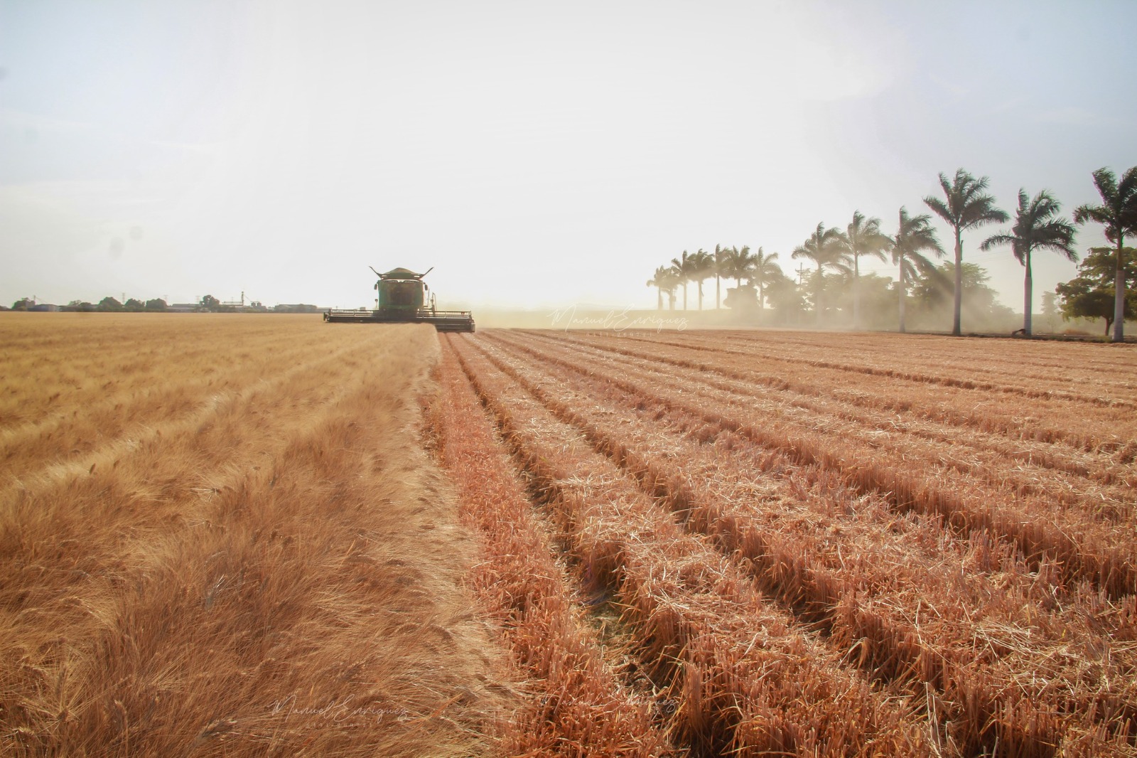 Sonora logra avances en agricultura, ganadería y pesca